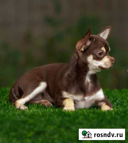 Девочка Чихуахуа Красноярск - изображение 1