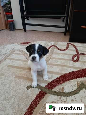 Щенки джек рассел терьер Долинск - изображение 1