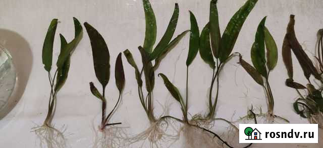 Криптокорина, декорация бочка Тверь - изображение 1