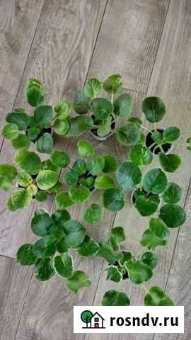 Сортовые фиалки Брянск - изображение 1