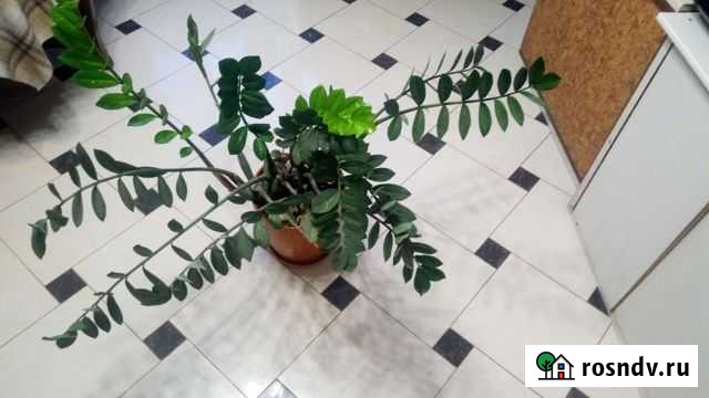 Замиокулькас Химки - изображение 1