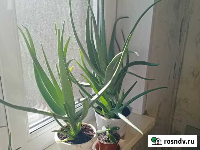 Алоэ Вера 10 летнее Курск - изображение 1