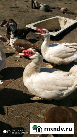 Мускусные утки, петухи молодые Москва - изображение 1
