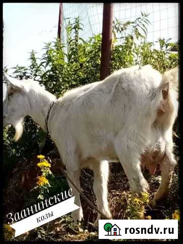 Заанинские козы Большая Атня - изображение 1