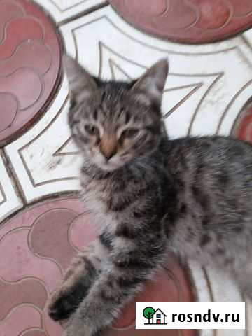 Котенок Махачкала - изображение 1