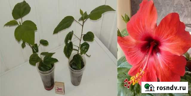 Гибискус китайская роза (колокольчик) Оренбург - изображение 1