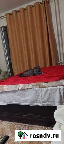 Кошки в добрые руки бесплатно Волгоград - изображение 1