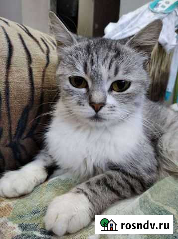 Кошка Усть-Лабинск - изображение 1