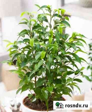 Ficus Benjamina Natasja Ейск