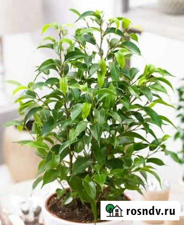 Ficus Benjamina Natasja Ейск - изображение 1