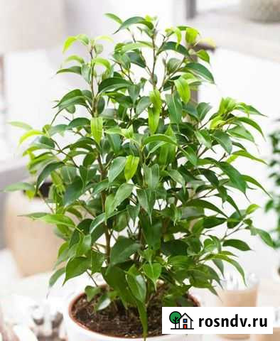 Ficus Benjamina Natasja Ейск - изображение 1