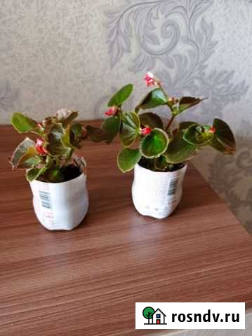 Комнатные растения от 50р Курск - изображение 1