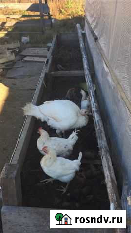 Куры несушки и цыплята 5 Месячные Сургут - изображение 1
