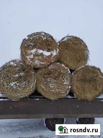 Сено солома в тюках Прокопьевск - изображение 1
