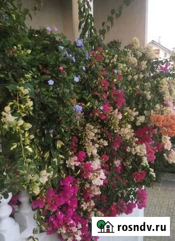 Бугенвиллия Сочи - изображение 1