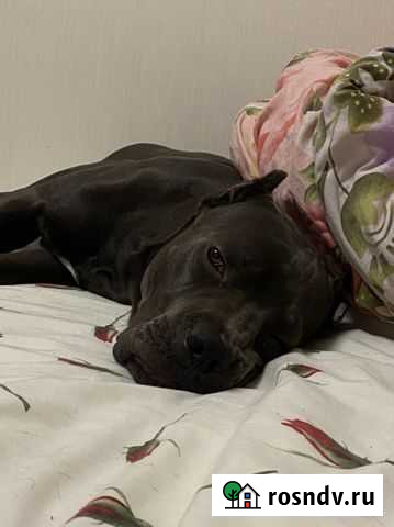 Собака Люберцы - изображение 1