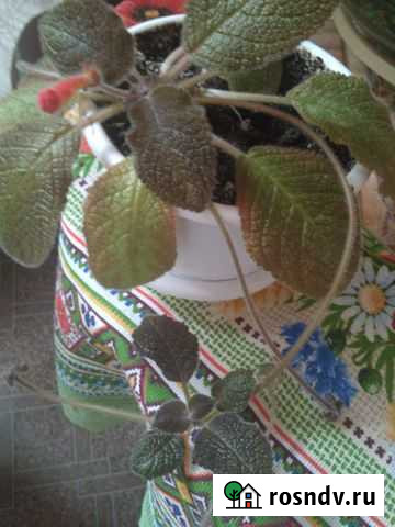 Эписция Юрга - изображение 1