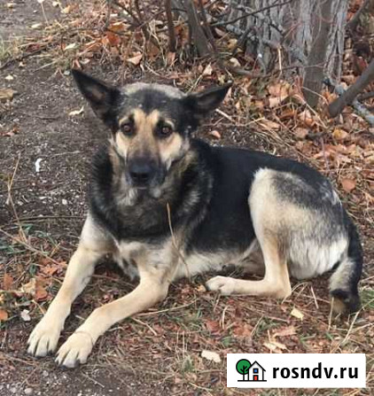 Ищем дом собаке Заинск - изображение 1