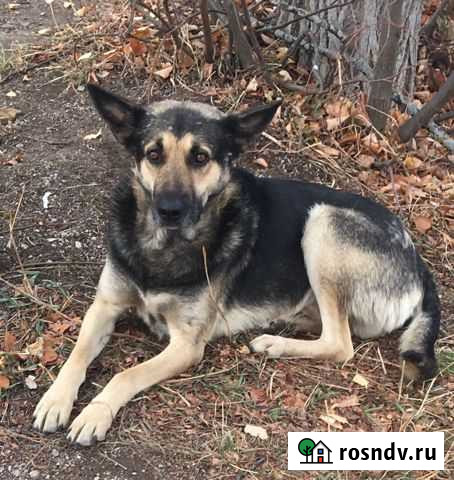 Ищем дом собаке Заинск - изображение 1