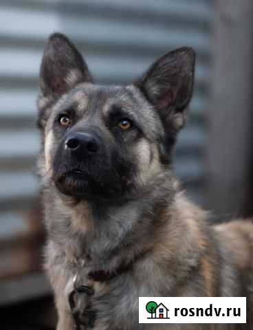 Мухтару нужен хозяин Екатеринбург - изображение 1