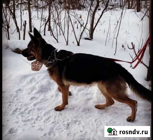 Щенки немецкой овчарки мальчики Ижевск - изображение 1