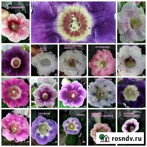 Глоксинии и семена Ульяновск - изображение 1