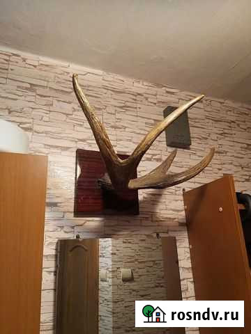 Рога оленя Калуга - изображение 1