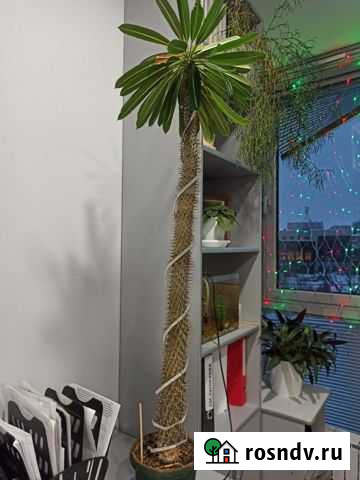 Кактус Пахиподиум Череповец - изображение 1