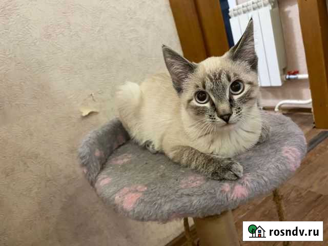 Котенок Красноярск - изображение 1