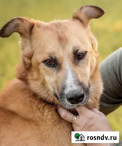 Собака Чехов - изображение 1