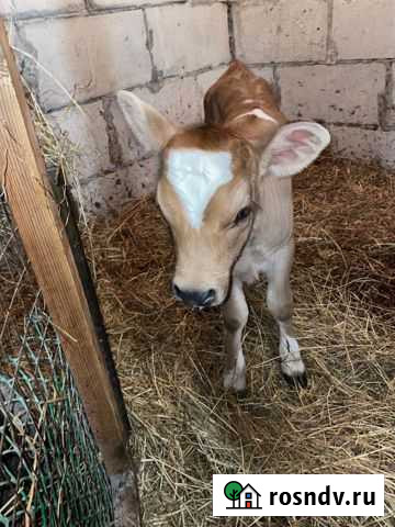 Телочка джерсейская Курск - изображение 1