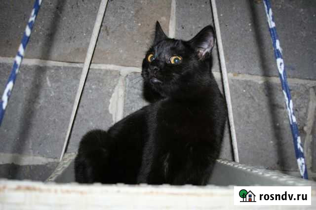 Юная кошечка в добрые руки. Стерилизована Белгород - изображение 1