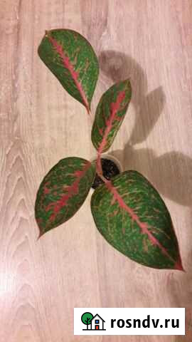 Аглаонемы Нижний Тагил - изображение 1