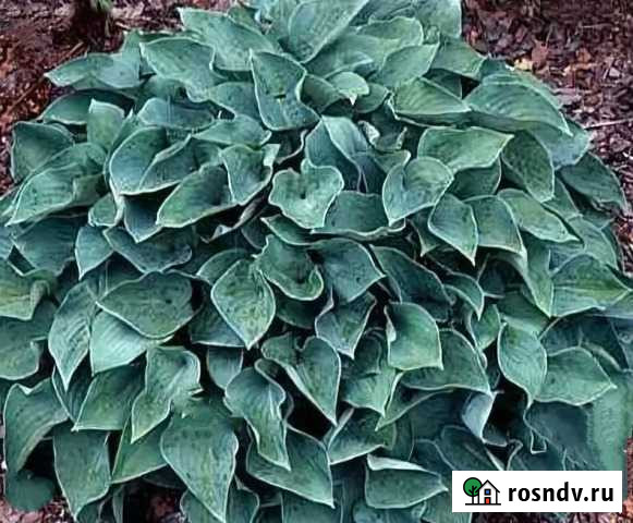 Хоста блю кадет Подольск - изображение 1