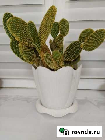 Кактус Опунция Большой, маленькие отростки Домодедово - изображение 1