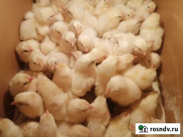 Цыплята Аргаяш - изображение 1