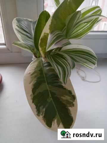 Фикус пестролистный Липецк - изображение 1