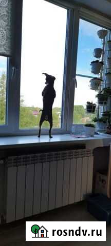 Вязка той-терьер Беломорск - изображение 1