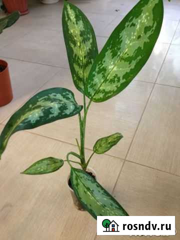 Аглаонема Рубцовск - изображение 1