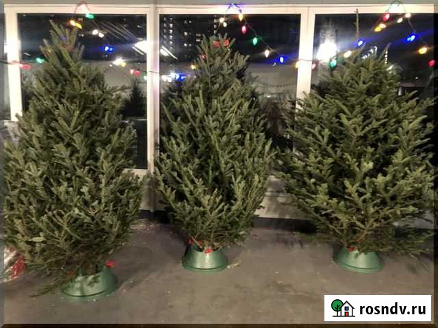 Живые елки Иркутск - изображение 1