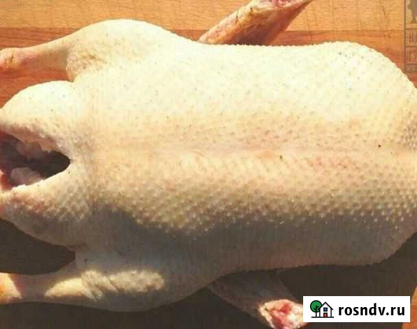 Гусь Уфа - изображение 1