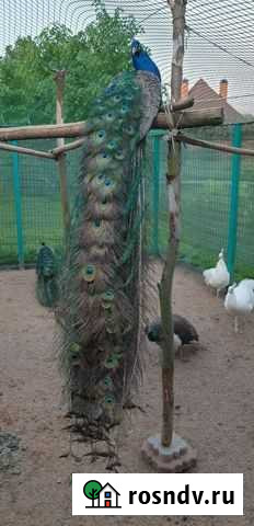 Павлины Икша - изображение 1