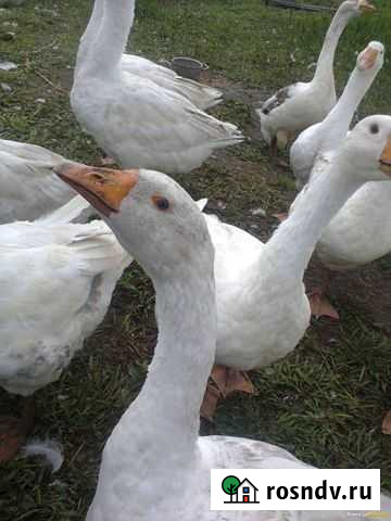 Гусь Прямицыно - изображение 1