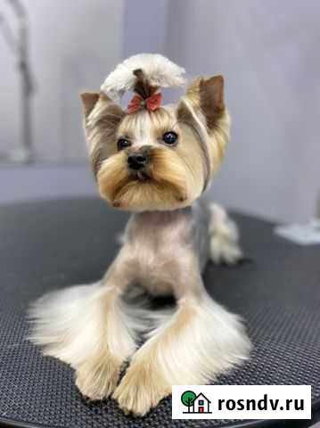 Стрижка собак Рязань - изображение 1