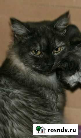 Отдам Кошечек Когалым - изображение 1