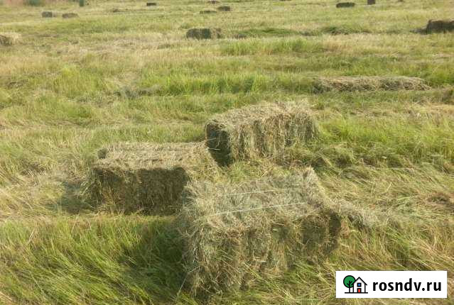 Продам сено Алексеевка - изображение 1