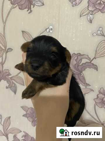 Йоркширский терьер Петропавловск-Камчатский - изображение 1