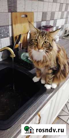 Котята мейн-кун вязка Владимир - изображение 1