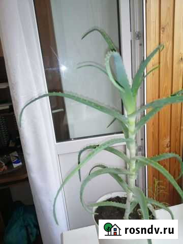 Алоэ столетник Ярославль - изображение 1