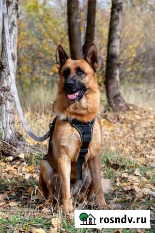 Кобель для Вязки Курск - изображение 1